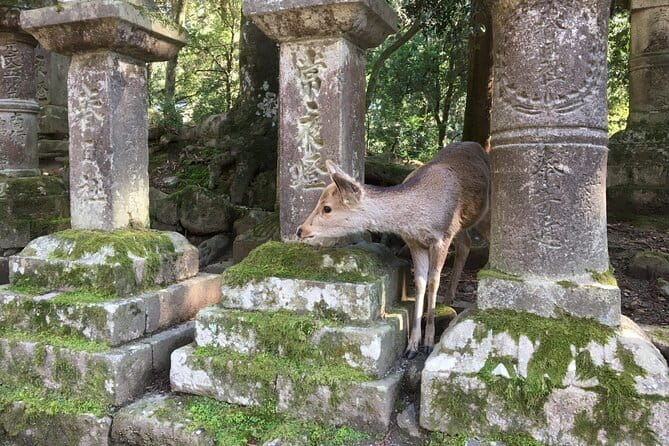 Private Nara Tour and Sake Tasting (Departing from Kyoto/Nara) - Tōdai-ji Temple and the Great Buddha Moment