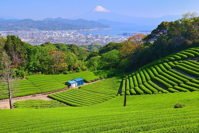 Private Sightseeing Tour from Shimizu Port / Sedan Taxi - Nihondaira ropeway and plateau views, with real photo strategy