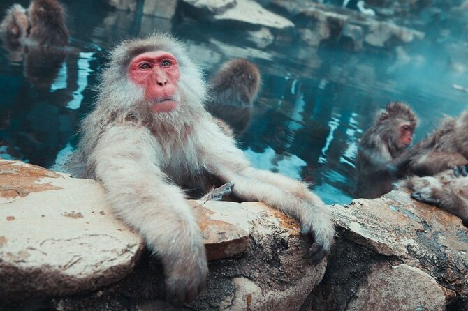 Private Snow Monkey Tour - Conveniently Resort Hop and Sightsee - Jigokudani Snow Monkey Park: The Onsen-Scene You Came For