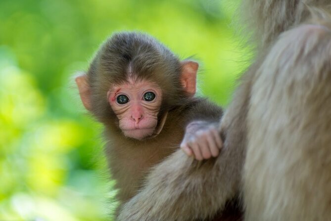 Private Snow Monkey Tour - Conveniently Resort Hop and Sightsee - Obuse-machi: Edo-Style Streets, Chestnuts, and Easy Strolling