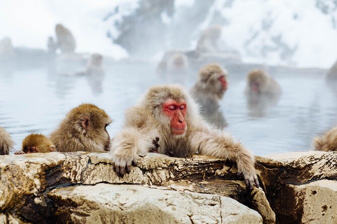 Private Snow Monkey Tour - Conveniently Resort Hop and Sightsee - Sake Tasting: Explanations Included, Non-Alcohol Options Available