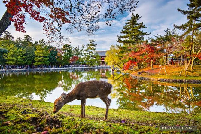 Private Tour Kyoto-Nara w/Hotel Pick Up & Drop off from Kyoto - What You Get From a Private Kyoto and Nara Day