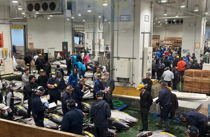 Private Toyosu & Tsukiji Market Adventure with Tuna Auction - Toyosu tuna auction viewing, where timing matters