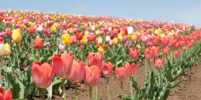 Sapporo: Furano Flower Sea & Biei Blue Pond Tour w/ Pickup - Comfort, Timing, and Photo Tips That Save Stress