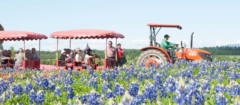 Sapporo: Furano Flower Sea & Biei Blue Pond Tour w/ Pickup - Value Check: Is $77 a Good Deal for This Day?