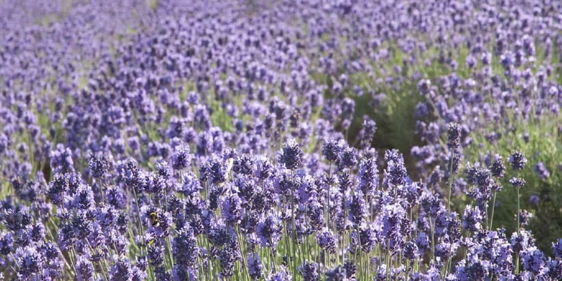 Sapporo: Furano Flower Sea & Biei Blue Pond Tour w/ Pickup - Should You Book Sapporo: Furano Flower Sea & Biei Blue Pond Tour?
