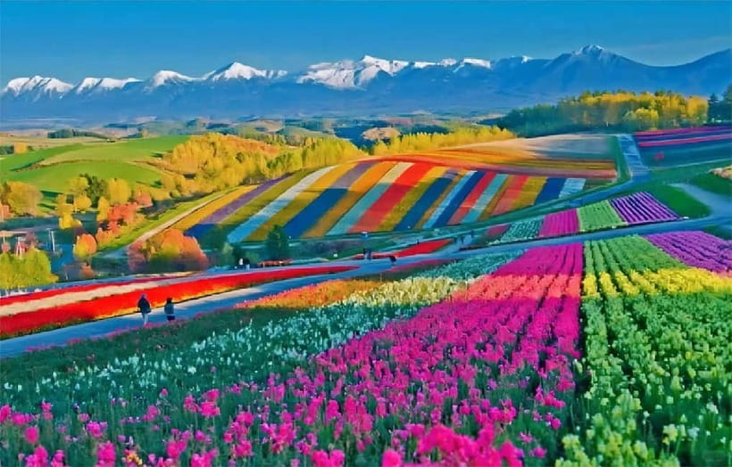 Sapporo: Furano Flower Sea & Biei Blue Pond Tour w/ Pickup - Driver-Guide and Language Reality: What to Expect