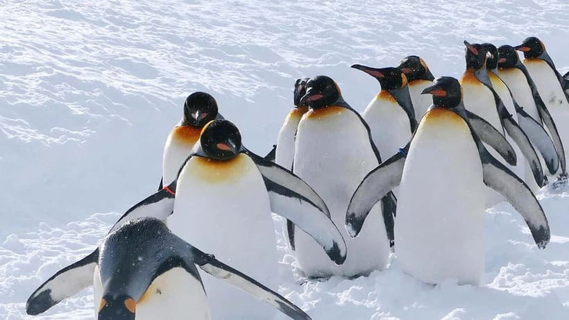 Sapporo Winter : Asahiyama Zoo (Penguin Fun & Snowmobile) - Quick hits you will care about