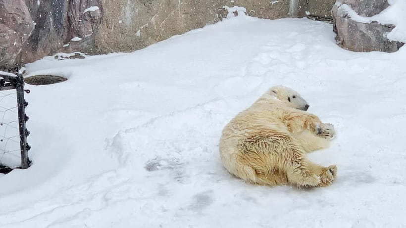 Sapporo Winter : Asahiyama Zoo (Penguin Fun & Snowmobile) - Getting from Sapporo: the warm bus and a long day