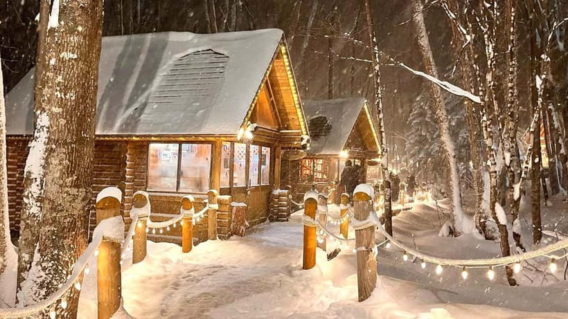 Sapporo Winter : Asahiyama Zoo (Penguin Fun & Snowmobile) - Ken & Mary Tree: a quick stop, big photo payoff