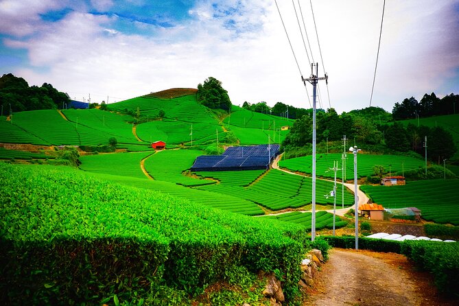 Scenic Green Tea Fields of Hidden Kyoto & Local Tea Exp (Private) - Key things you will notice on this Kyoto tea tour
