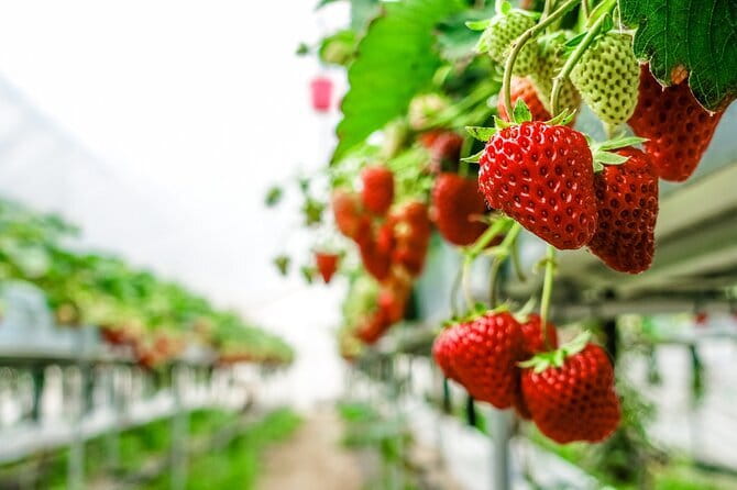 Seasonal Mt. Fuji Scenic Views, Fruit Picking and Ropeway Ride! - Ropeway over Lake Kawaguchiko: the high, clean photo angle