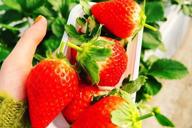 Seasonal Mt. Fuji Scenic Views, Fruit Picking and Ropeway Ride! - Oishi Park: seasonal viewpoints around Lake Kawaguchiko