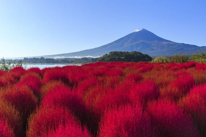 Seasonal Mt. Fuji Scenic Views, Fruit Picking and Ropeway Ride! - Lunch break: houtou pot set udon that actually fills you