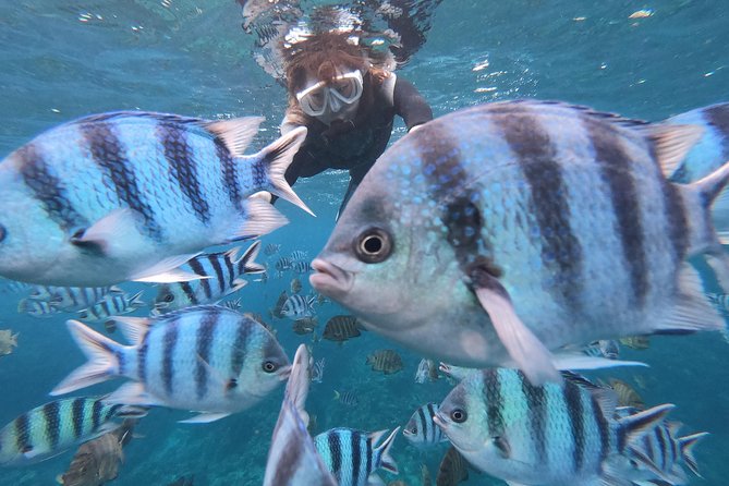 Snorkeling in the Blue Cave area【Okinawa Prefecture: Free feeding & photo images!English and Chinese speaking guide available! - Key things I’d lock in before you go