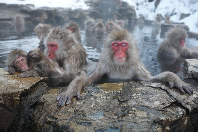 Snow Monkey Park and Miso Production Tour Bullet Train from Tokyo - Key highlights you will actually feel in the day