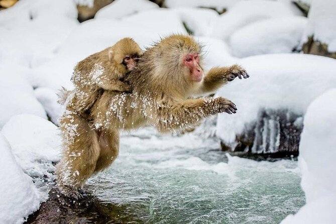 Snow Monkey Park & Zenkoji Temple Nagano Pvt. Full Day Tour. - Jigokudani Snow Monkey Park: the real reason to book this day trip