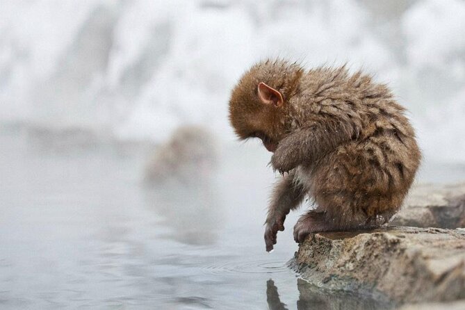 Snow Monkey Park & Zenkoji Temple Nagano Pvt. Full Day Tour. - The monkey park walk: steps, mud, and time you should budget