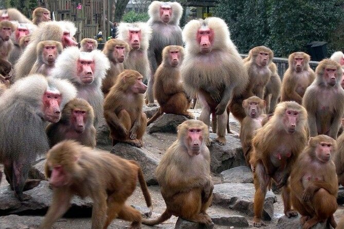 Snow Monkey Park & Zenkoji Temple Nagano Pvt. Full Day Tour. - When you need a break, Enza Cafe and Ramen is the reset button