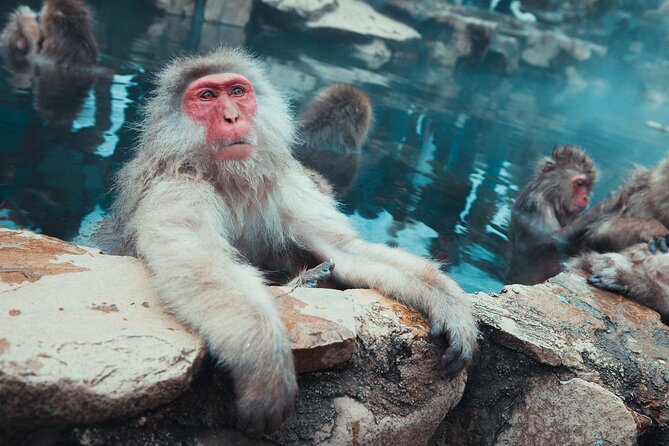 Snow Monkey & Shibu Onsen Afternoon Tour (Depart: Iiyama & Nozwa) - Snow monkeys in the park: how to make your 50 minutes count