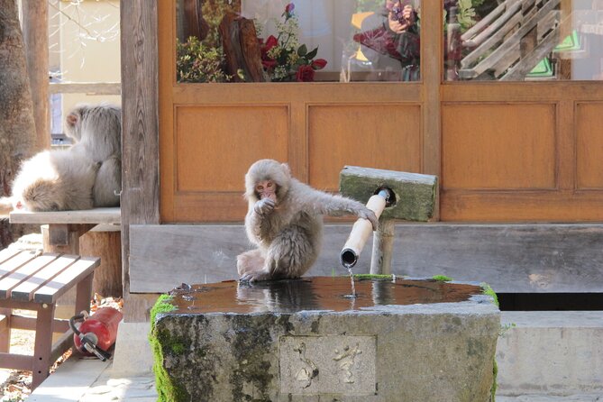Snow Monkey & Shibu Onsen Afternoon Tour (Depart: Iiyama & Nozwa) - Timing, pickup points, and why you should buffer dinner and trains