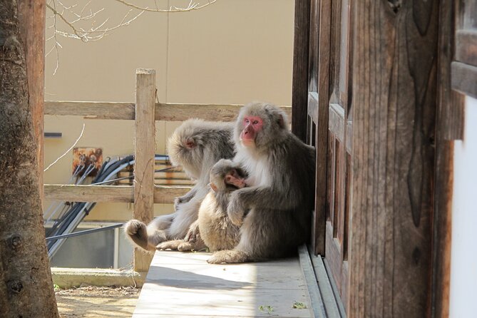 Snow Monkey & Shibu Onsen Afternoon Tour (Depart: Iiyama & Nozwa) - Tamamura Honten sake storehouse: what you get beyond photos