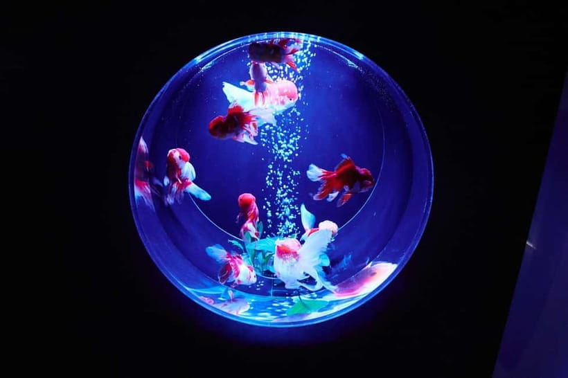 Tokyo: Art Aquarium Museum GINZA Entry Ticket - Step into light, music, and scent: what the show feels like