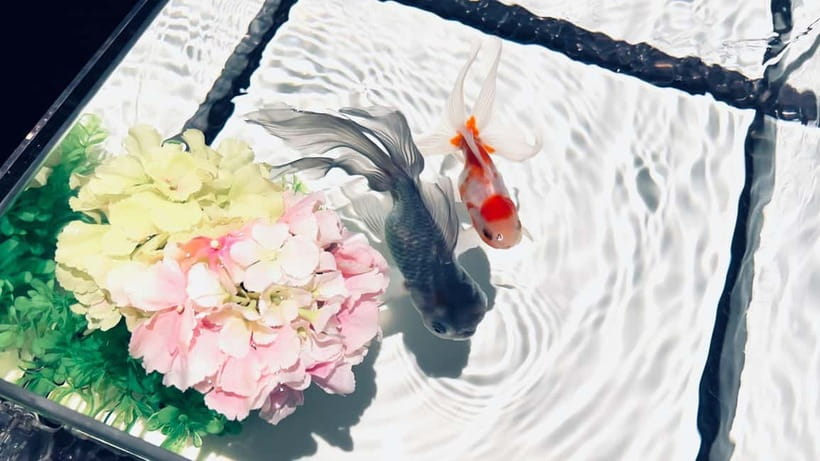 Tokyo: Art Aquarium Museum GINZA Entry Ticket - Seasonal changes at a permanent museum: why it rewards return visits