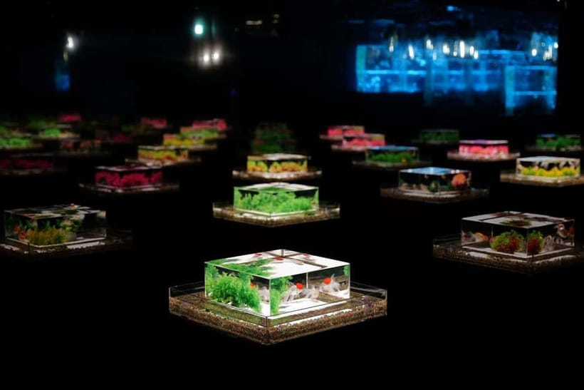 Tokyo: Art Aquarium Museum GINZA Entry Ticket - Tickets, price, and how to plan a smooth entry