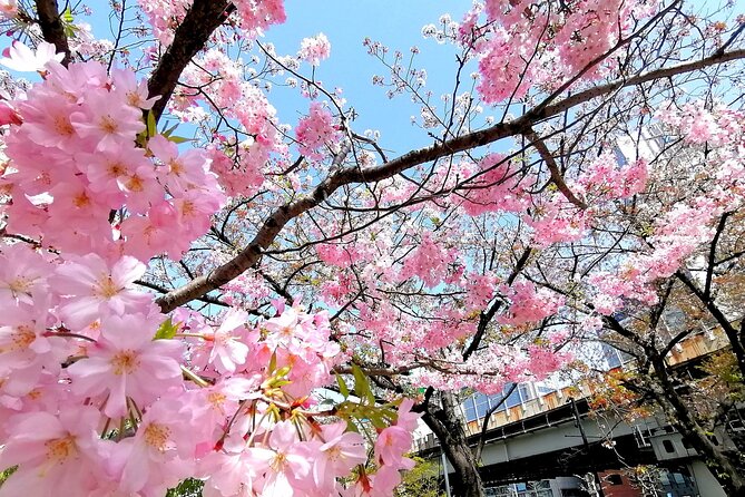 Tokyo Cherry Blossoms blooming spots E-bike Tour, 3hrs - Meeting at Kanda and getting set up for spring streets