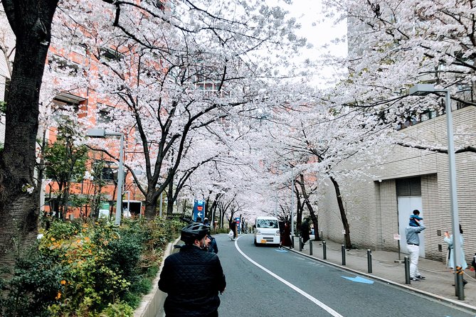 Tokyo Cherry Blossoms blooming spots E-bike Tour, 3hrs - Hibiya Park: quick taste, good for momentum