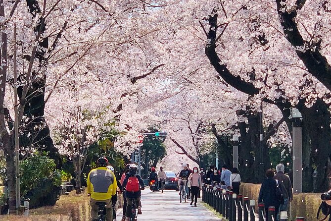 Tokyo Cherry Blossoms blooming spots E-bike Tour, 3hrs - The ride experience: electric assist makes the whole tour click