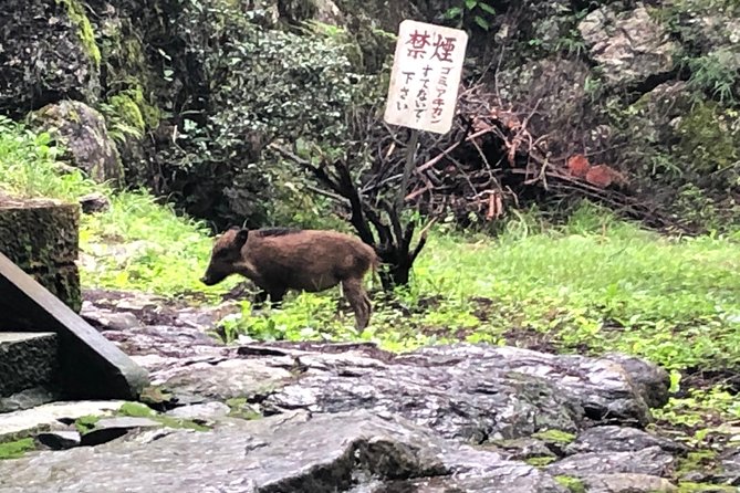Tokyo Countryside Exploration Private Tour - Ogose-machi and the Dragon Taming Temple: carp, legend, and rural scenery