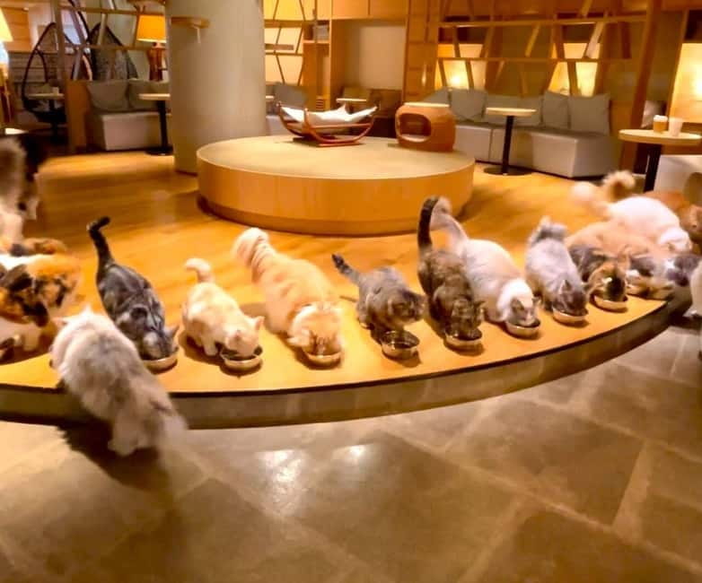 Tokyo: Gotokuji Cat Temple, Shinjuku Cat Cafe & 3D Cat Tour - Catastic Tokyo, the quick highlights that matter