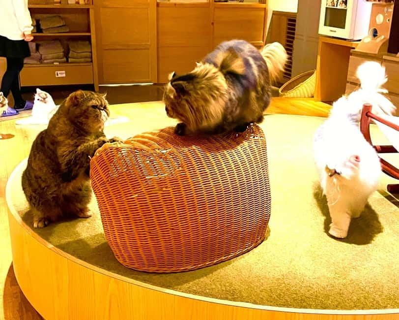 Tokyo: Gotokuji Cat Temple, Shinjuku Cat Cafe & 3D Cat Tour - 豪徳寺商店街 and cat shopping, snacks plus souvenirs without feeling touristy