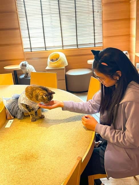 Tokyo: Gotokuji Cat Temple, Shinjuku Cat Cafe & 3D Cat Tour - Cat Cafe Mocha Lounge, breakfast time with real cats and a calm break