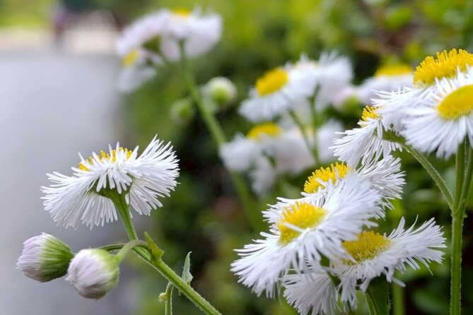 Tokyo: Imperial Palace and Shogun Historical Walking Tour - Ninomaru Garden: ponds, seasonal flowers, and Edo-period refinement