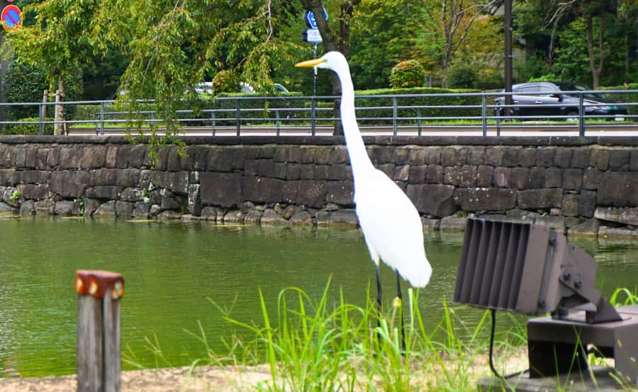 Tokyo: Imperial Palace Japanese History Walking Tour - Price, value, and what you should know about the $32 cost