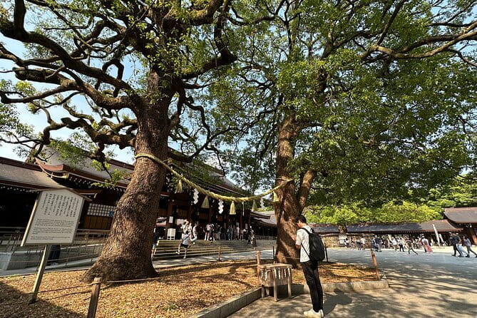 Tokyo Morning Tour : Meiji Shrine, Asakusa and Fish Market - Where You Should Stay Thinking About This Route