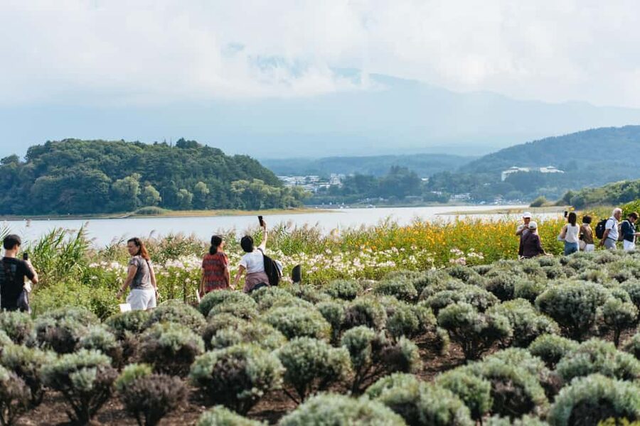 Tokyo: Mt. Fuji, Kamakura, Big Buddha, & Lake Ashi Day Trip - Oishi Park and Lake Kawaguchi: Where Fuji Photos Get Real