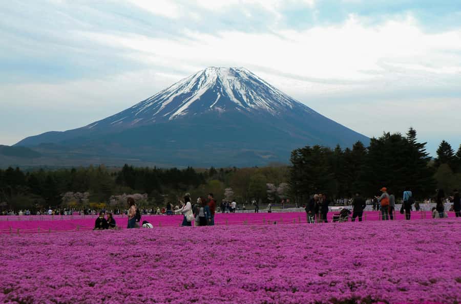 Tokyo: Private Mount Fuji Tour with Pickup and Drop-Off - Key highlights to look forward to