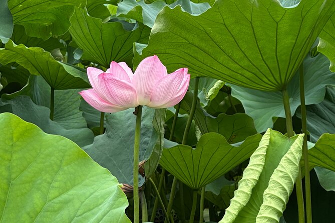 Tokyo Private Tour: Temples, Culture & Modern City Highlights - Why this private Tokyo tour works on day one
