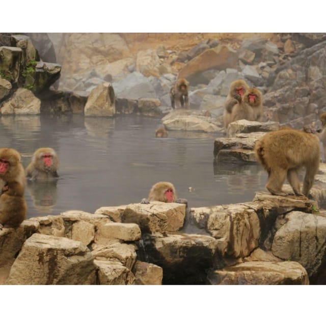 Tokyo: Snow Monkey & Nagano Customiseable Private Day Tour - How a private driver changes the Tokyo to Nagano day