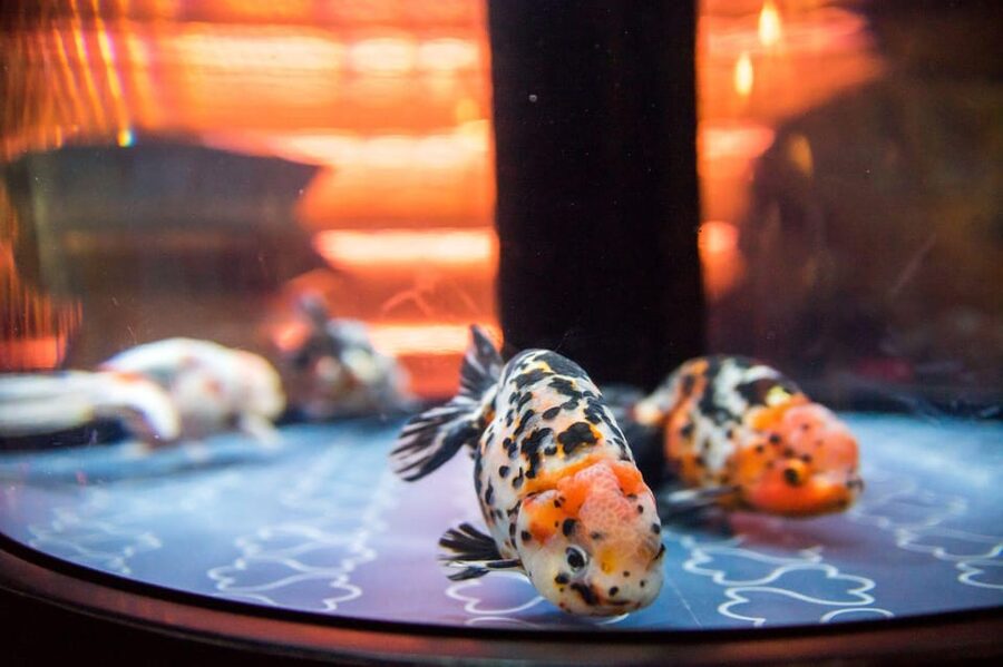 Tokyo: Sumida Aquarium Entry Ticket - Key things that make this entry ticket worth your time