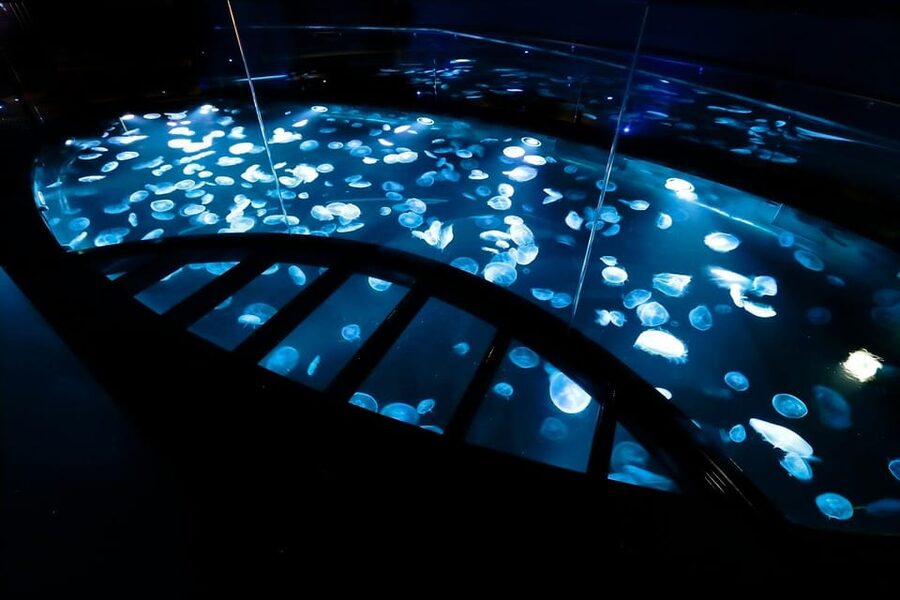 Tokyo: Sumida Aquarium Entry Ticket - Ticket value: what you pay for at about $17