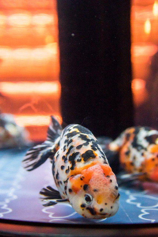 Tokyo: Sumida Aquarium Entry Ticket - Who this fits best