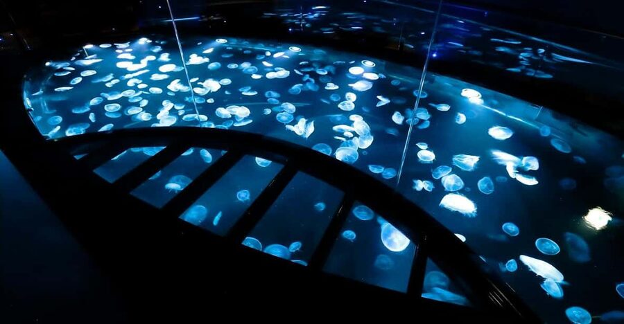 Tokyo: Sumida Aquarium Entry Ticket - Chairs, aquatic views, and the “slow down” factor