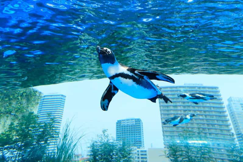 Tokyo: Sunshine Aquarium Entry Ticket - Timing: The Last Entry Window You Should Not Ignore