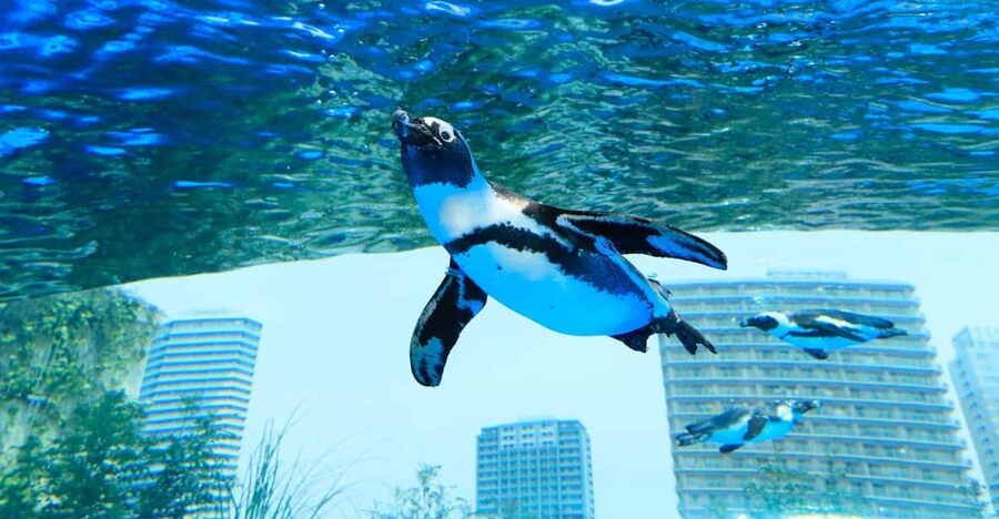 Tokyo: Sunshine Aquarium Entry Ticket - The Must-See Moment: Penguins in the Sky