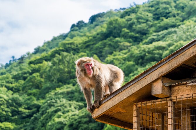 Tokyo to Kyoto 1-Full Day Private Guided Tour - Price and logistics: why the number can surprise you